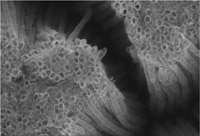 Titanium Dioxide Nanotubes 