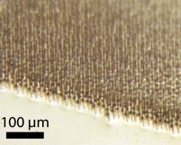 Silicon Nanowire Array